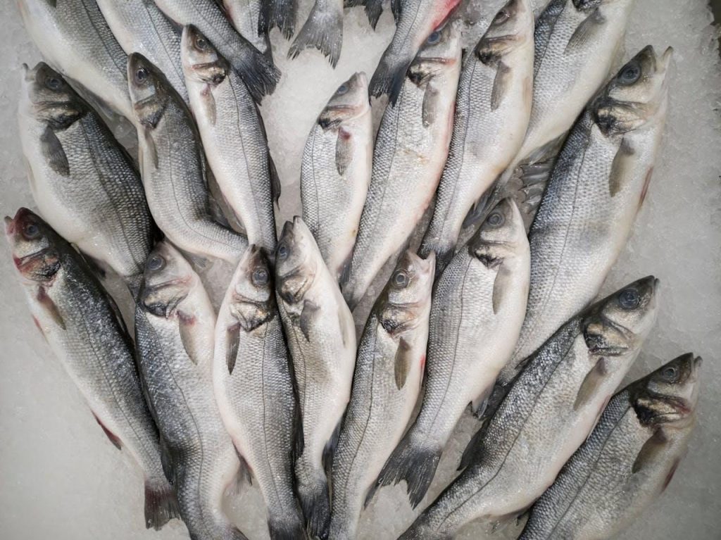 Sea bass australian – un pește care cucerește România prin gust autentic și exotism culinar 1 Sea bass australian – un pește care cucerește România prin gust autentic și exotism culinar